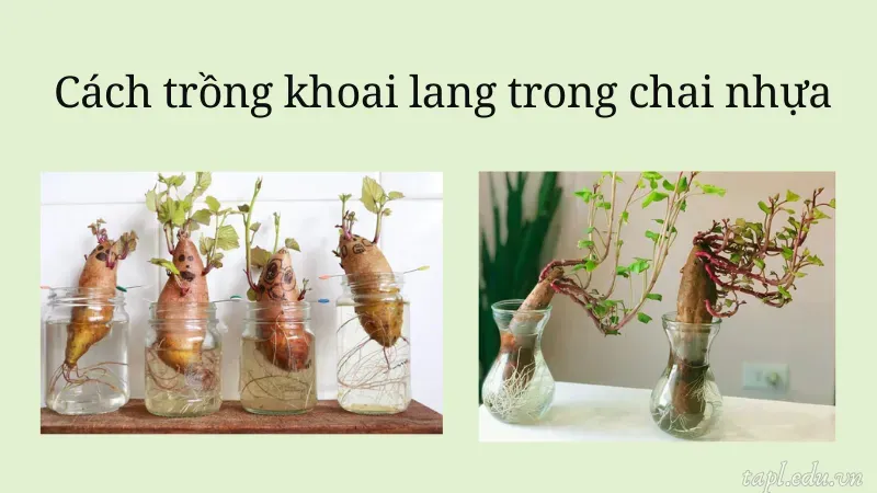 cách trồng khoai lang 6