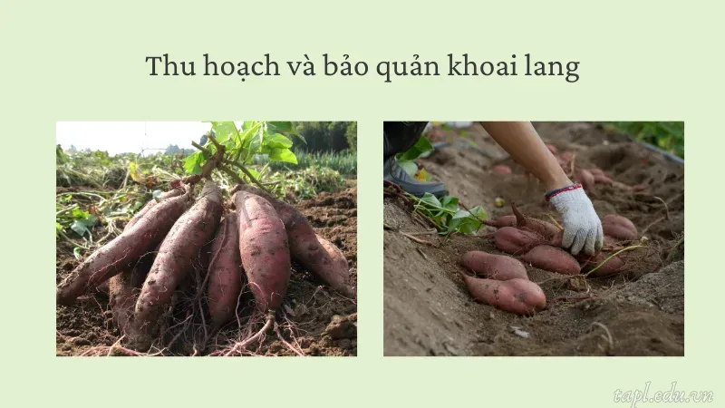 cách trồng khoai lang 7