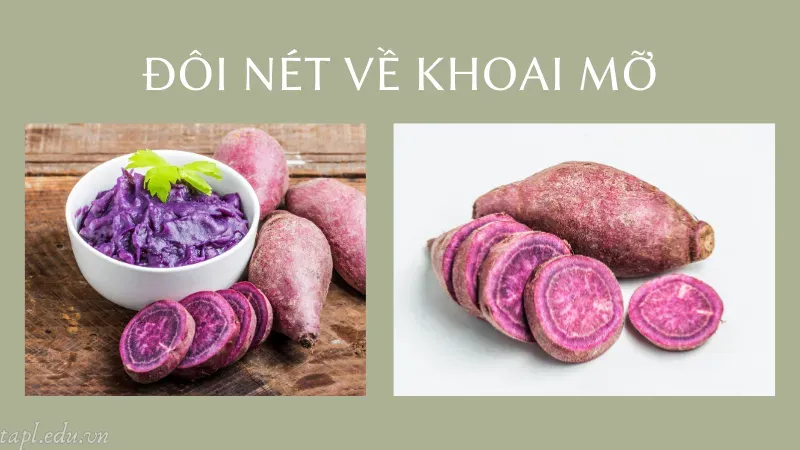 cách trồng khoai mỡ 1