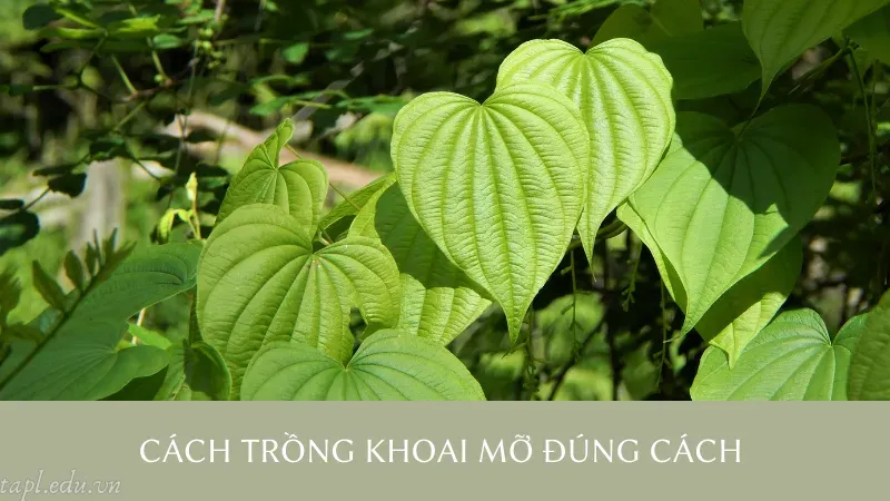 cách trồng khoai mỡ 4