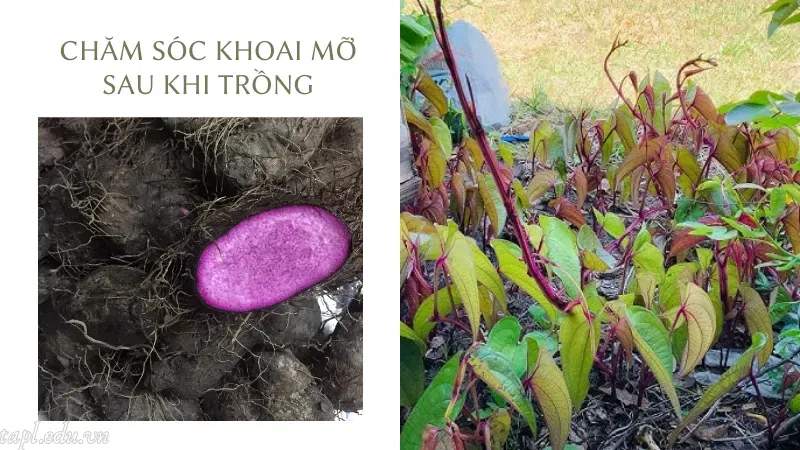 cách trồng khoai mỡ 6