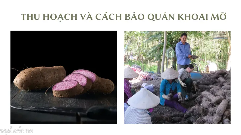 cách trồng khoai mỡ 7