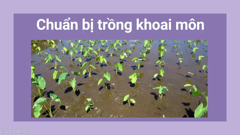 cách trồng khoai môn 2