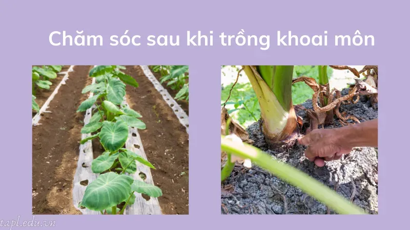 cách trồng khoai môn 4