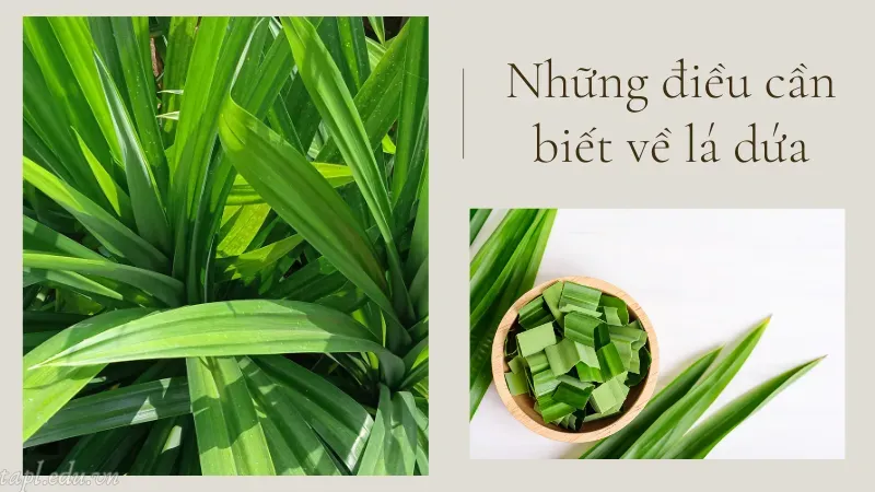 cách trồng lá dứa 1