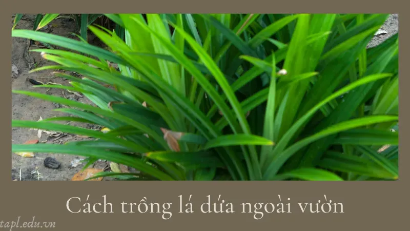 cách trồng lá dứa 3