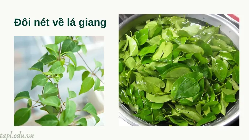 cách trồng lá giang 1