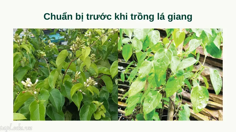 cách trồng lá giang 3