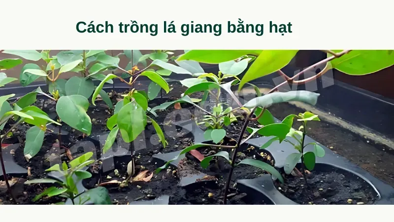 cách trồng lá giang 4