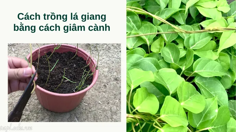 cách trồng lá giang 5