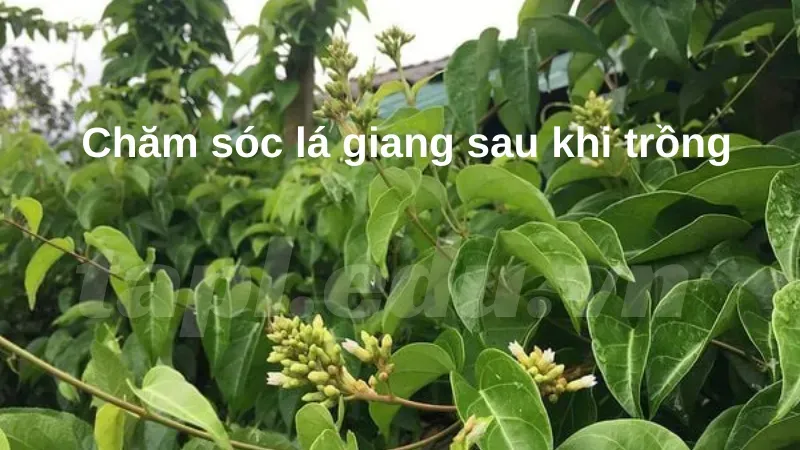 cách trồng lá giang 6