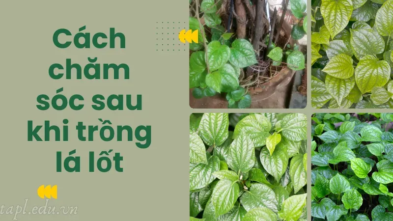 cách trồng lá lốt 5