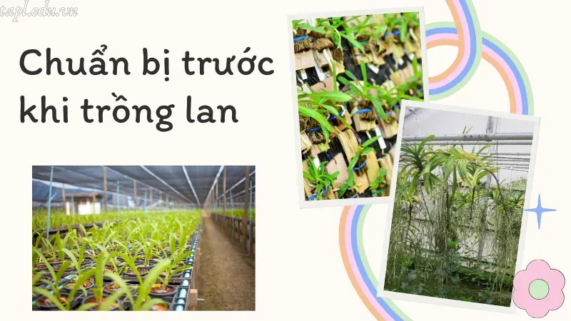 cách trồng lan 1