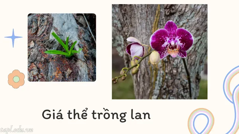 cách trồng lan 2