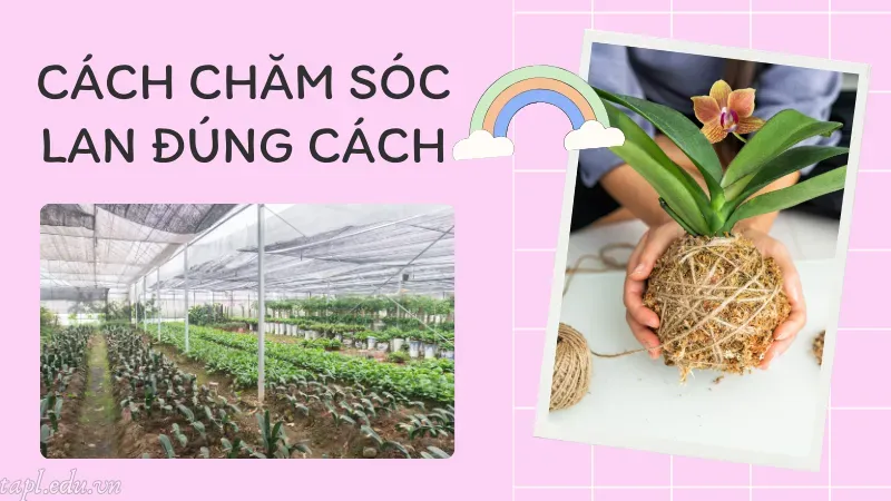 cách trồng lan 4