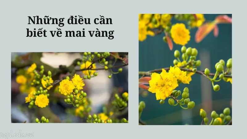 cách trồng mai vàng 1