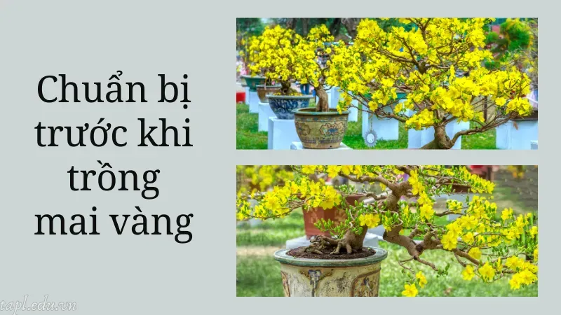 cách trồng mai vàng 3