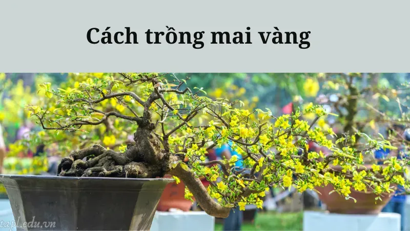 cách trồng mai vàng 4