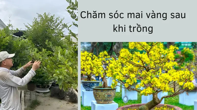 cách trồng mai vàng 5