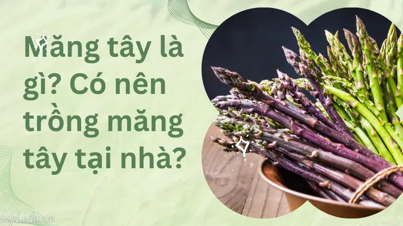 cách trồng măng tây 1