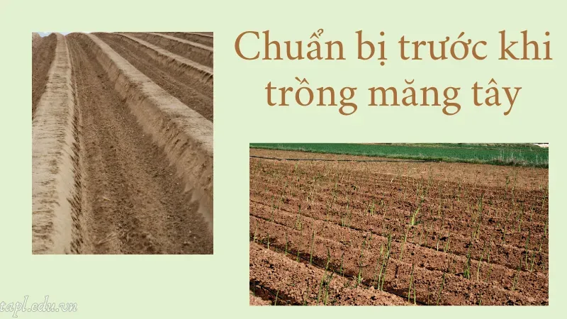 cách trồng măng tây 3