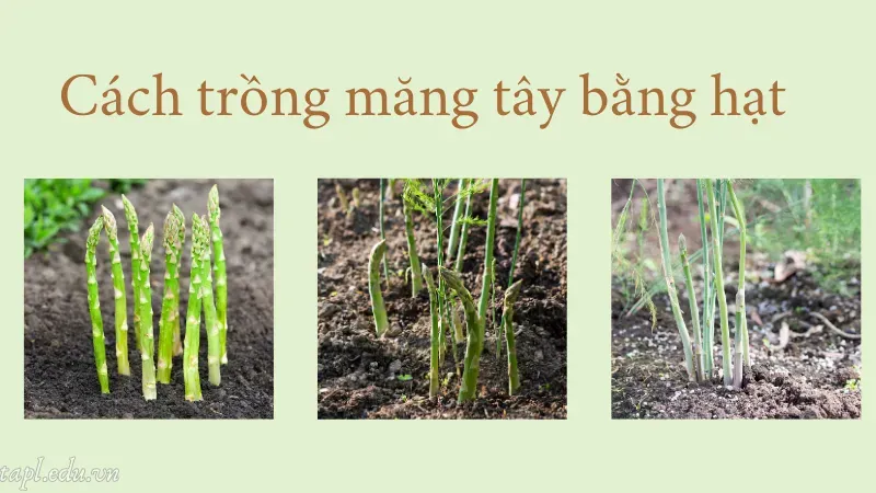 cách trồng măng tây 4