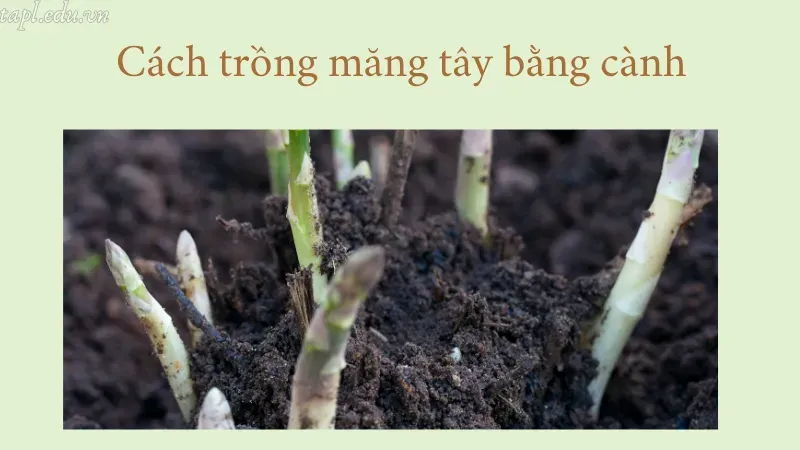 cách trồng măng tây 6