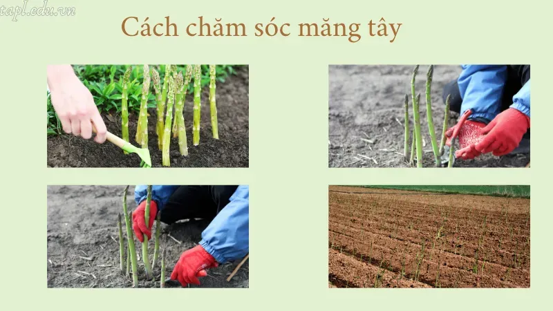 cách trồng măng tây 7