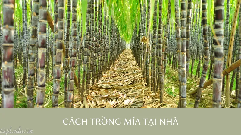 cách trồng mía 4