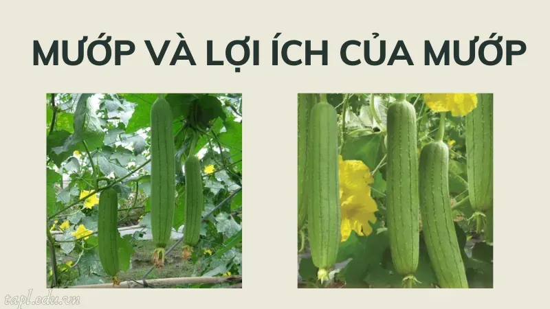 cách trồng mướp 1