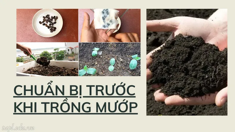 cách trồng mướp 2