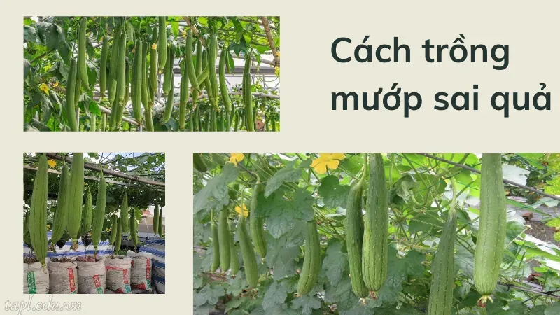 cách trồng mướp 3