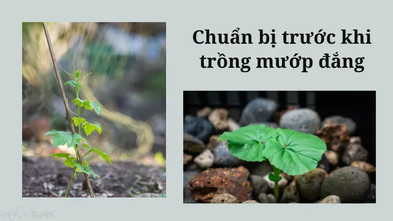 cách trồng mướp đắng 2