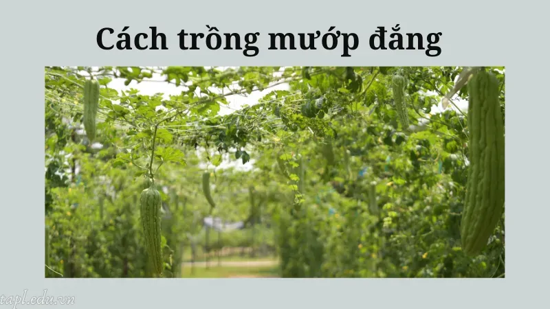 cách trồng mướp đắng 4