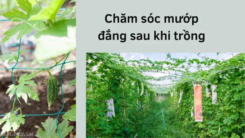 cách trồng mướp đắng 5