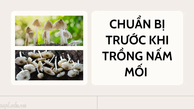 cách trồng nấm mối 2