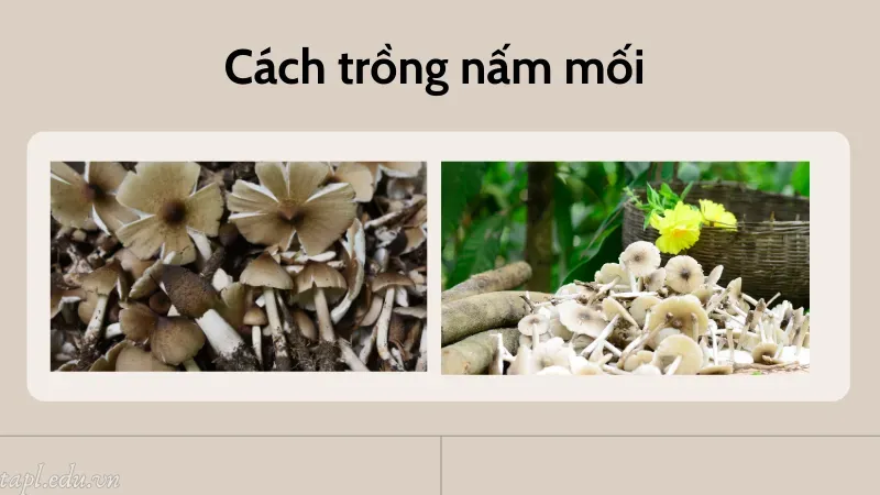 cách trồng nấm mối 3