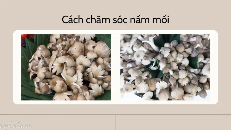 cách trồng nấm mối 4