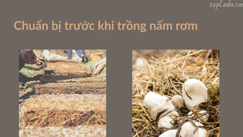 cách trồng nấm rơm 2