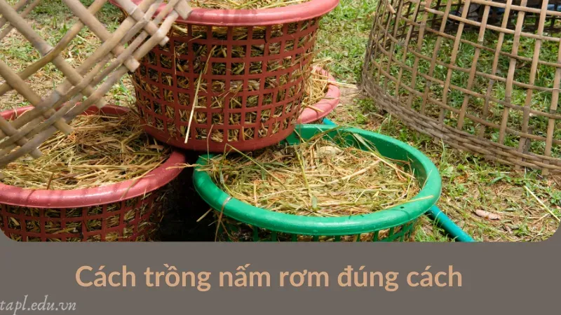 cách trồng nấm rơm 3