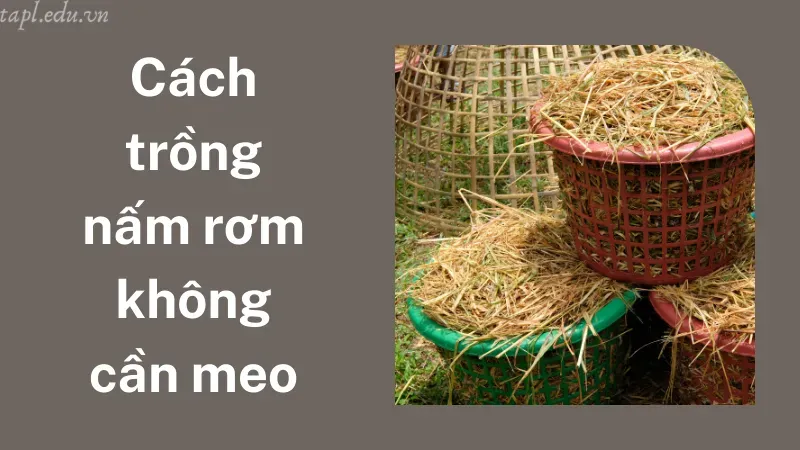 cách trồng nấm rơm 4