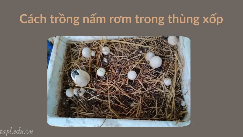 cách trồng nấm rơm 5