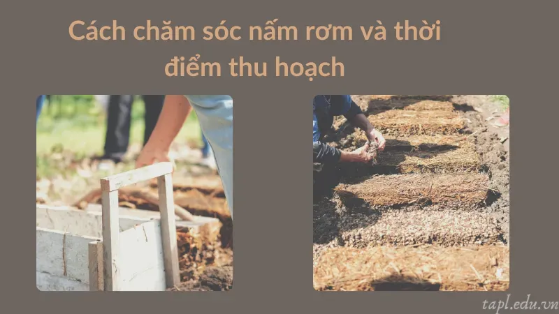 cách trồng nấm rơm 6