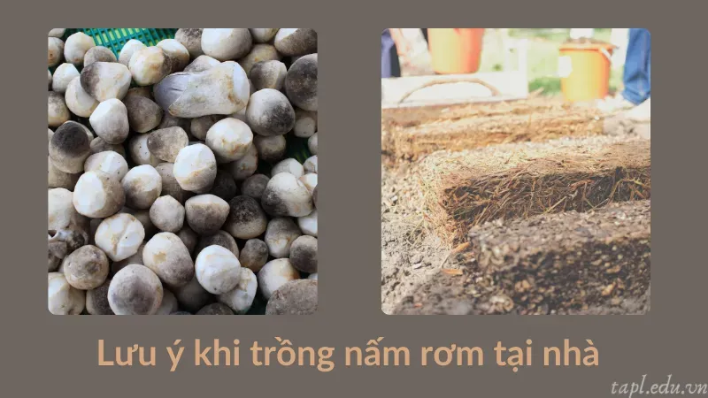 cách trồng nấm rơm 7