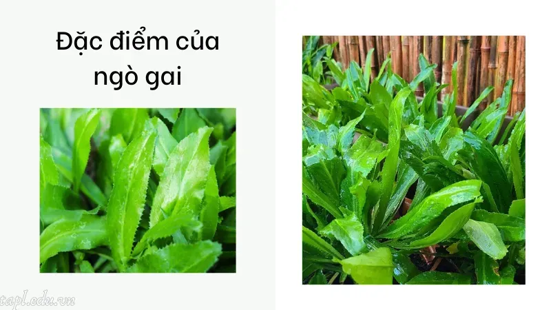 cách trồng ngò gai 1