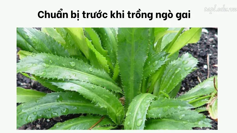 cách trồng ngò gai 2