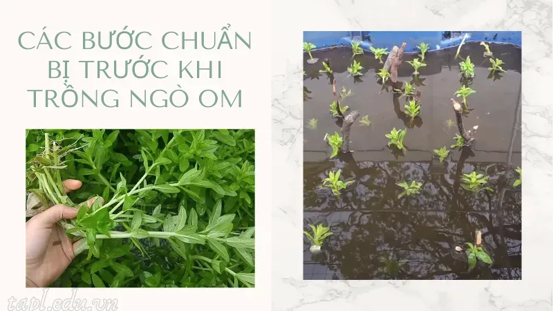 cách trồng ngò om 2