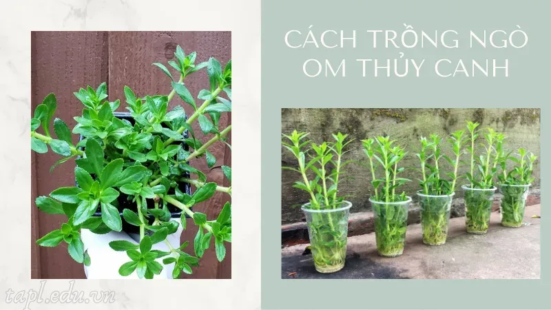 cách trồng ngò om 5