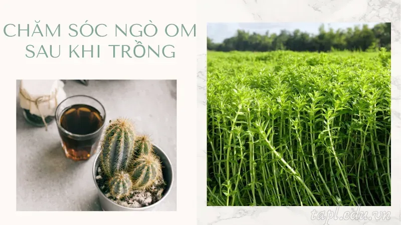 cách trồng ngò om 6