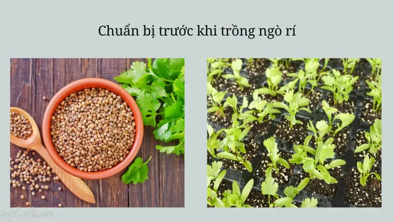 cách trồng ngò rí 3